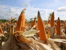 Panen Jagung Lampung Naik hingga 15 Persen