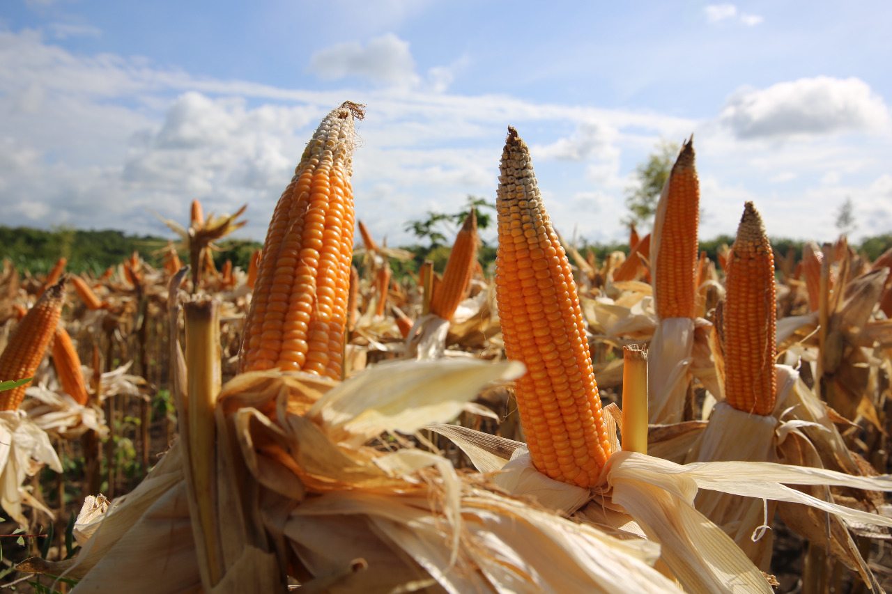 Panen raya jagung di Lampung mencatat hasil sekitar 10-15 persen lebih tinggi dibandingkan rata-rata panen di wilayah tersebut.