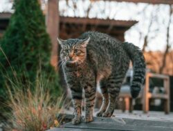 7 Cara Atasi Kucing Buang Air Sembarangan
