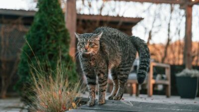 7 Cara Atasi Kucing Buang Air Sembarangan