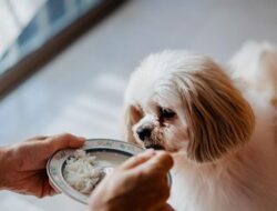 Anjing Boleh Makan Nasi, Asal Tak Berlebihan