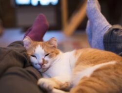 Kucing Bisa Sembunyikan Sakit, Kenali Tandanya