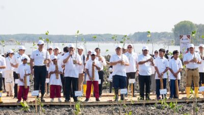 BRI Peduli tanam 30 ribu bibit mangrove.