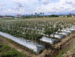Pasokan Menipis, Harga Cabai Keriting Naik
