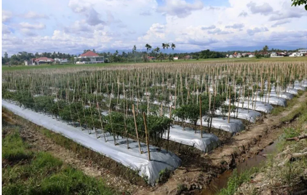 Harga cabai keriting di sejumlah wilayah Sumbar mengalami lonjakan