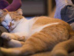 Tidur Seranjang dengan Kucing, Aman atau Berbahaya?