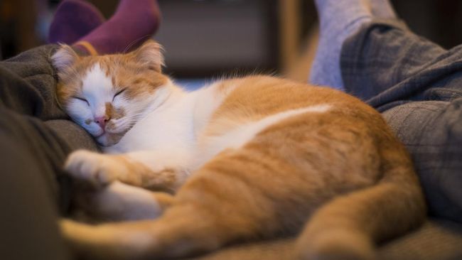 Ini yang harus diperhatikan jika ingin tidur dengan kucing.
