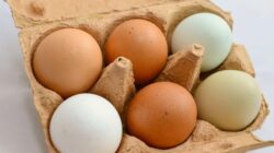 Bingung pilih telur cangkang putih atau cokelat? Ternyata, selain warna cangkang, tak ada perbedaan yang signifikan di antara keduanya.