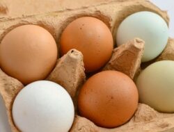 Telur Putih vs Cokelat, Mana yang Lebih Bergizi?