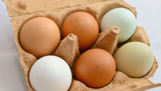 Bingung pilih telur cangkang putih atau cokelat? Ternyata, selain warna cangkang, tak ada perbedaan yang signifikan di antara keduanya.