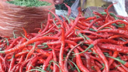 Cabai merah.