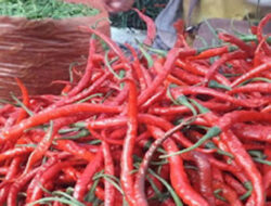 Mendag Soroti Kenaikan Harga Cabai akibat Cuaca