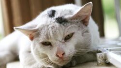 Meski terlihat sehat dan tidak menunjukkan gejala tertentu, kucing liar tetap berpotensi membawa kuman penyebab penyakit.