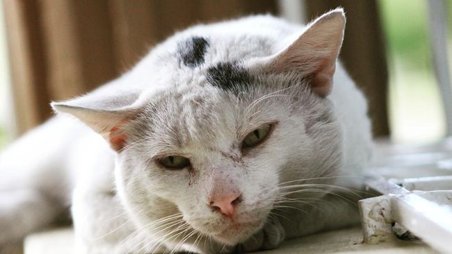 Meski terlihat sehat dan tidak menunjukkan gejala tertentu, kucing liar tetap berpotensi membawa kuman penyebab penyakit.