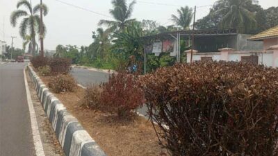 Tanaman Median Jalan Panunjung Tarung Pulang Pisau Mengering