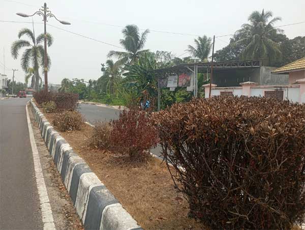 Tanaman Median Jalan Panunjung Tarung Pulang Pisau Mengering